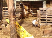 goats&barn 011.jpg