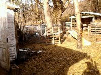 goats&barn 014.jpg