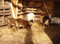 goats&barn 022.jpg