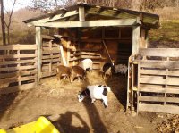 goats&barn 023.jpg