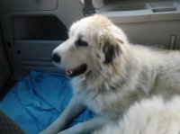 Yukon, Tahoe, Eric & Lillith 001.jpg Yukon, Tahoe, Eric & Lillith 001.jpg