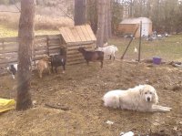 Dogs in pen 007.jpg