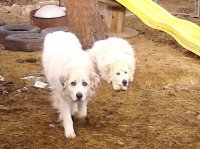 Dogs in pen 014.jpg