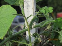 Hornworm with braconid wasp eggs2.JPG