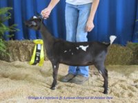 Wings & Caprines Lemon Drop GCH NRV Fair 2 - Copy.JPG