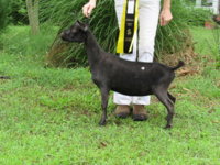 Wings & Caprines TTL Eclipse GCH Restricted Leg May 26 NCDGBA .JPG