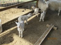 TN 8 ewe lambs 44 & 45.JPG