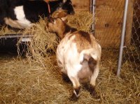 goats&dogs 049.jpg