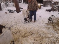 goats&dogs 048.jpg