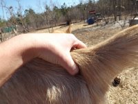 goats and fodder 108.jpg