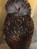 8AA15825-A591-4356-8CF0-A19B74504952.jpeg 8AA15825-A591-4356-8CF0-A19B74504952.jpeg