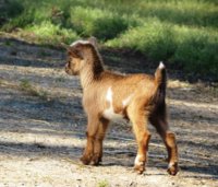 2019 Nigerian kids Wings & Caprines (8).JPG 2019 Nigerian kids Wings & Caprines (8).JPG