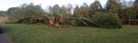 20191021_083600_fallen_oak_next_to_driveway.jpg