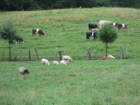 Our Farm , Looking up.JPG