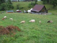 Our farm, looking down.JPG