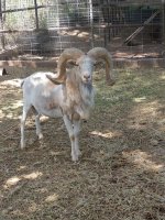 New Mexico Dahl Ram.jpg