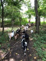 mip8p_20180808 farm goat path me.jpg