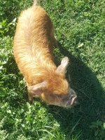 20200603_174610.jpg 20200603_174610.jpg