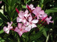 1920px-Nerium_oleander_flowers_leaves.jpg