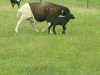 lambs.poplars 004.JPG