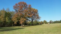 20201105_101431_sweetgum_and_sycamore_small.jpg