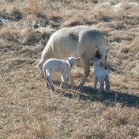 1848 twin ram lambs 13 Jan 2020.jpg