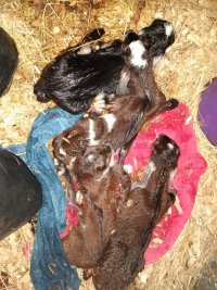 IMG_20210124_003819913.jpg IMG_20210124_003819913.jpg