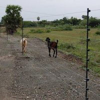 electric-fencing-500x500.jpg electric-fencing-500x500.jpg