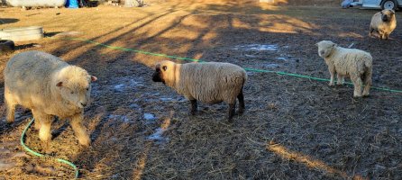 20210224_165357.jpg 20210224_165357.jpg