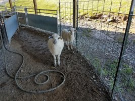 Ram lambs 134 and 148 sold 26 Mar 2021.jpg