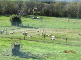 Maisy and her sheep1.JPG