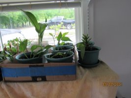 Potted plants2 4 May 2021.JPG