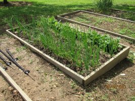 Onions and radishes 5 May 2021.JPG