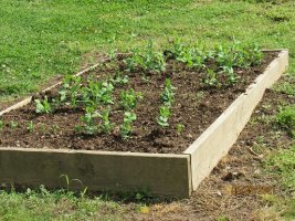 Sugar snap peas 5 May 2021.JPG