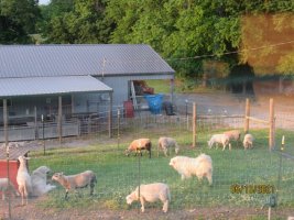 Lambs and dogs 16 May 2021.JPG