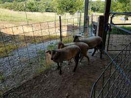 Ewe Lambs 6 July 2021.jpg