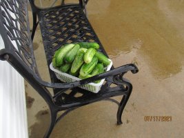 Cucumbers 17 July 2021.JPG