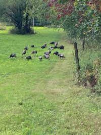 IMG_0432.jpeg IMG_0432.jpeg