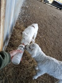 26 babs and toby on bottle 20 Nov 2021.jpg