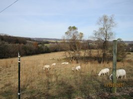 Sheep at the drive  20 Nov 2021.JPG