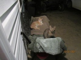 Whiskey and Tally on the rugs 31 Dec 2021.JPG