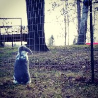 29 rabbit photos - 19.jpg