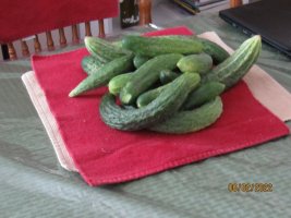 Cucumbers 1st pick 2 June 2022.JPG