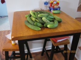 Cucumbers 5 June 2022.JPG