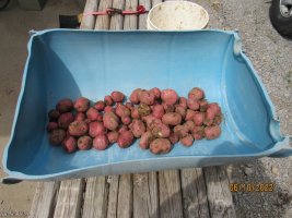 Potato harvest 10 June 2022.JPG