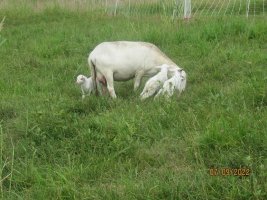 52 two rams one ewe 9 July 2022.JPG