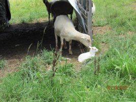 095 Ginger and ram lamb 10 July 2022.JPG