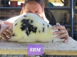 Screenshot_20220711-173218_Video Player.jpg Screenshot_20220711-173218_Video Player.jpg