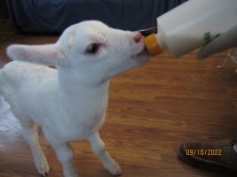 Lamb on bottle 10 Sep 2022.JPG