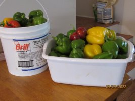 Peppers 23 Sep 2022.JPG